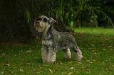 SCHNAUZER NAIN 098